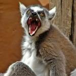 Pissed Lemur
