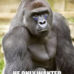 harambae | RIP; HE ONLY WANTED A FRIEND | image tagged in harambae | made w/ Imgflip meme maker