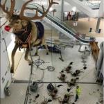 Reindeer on ground