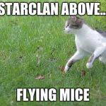 Warrior cat meme | STARCLAN ABOVE... FLYING MICE | image tagged in warrior cat meme | made w/ Imgflip meme maker