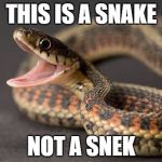 Snakes  | THIS IS A SNAKE; NOT A SNEK | image tagged in snakes | made w/ Imgflip meme maker