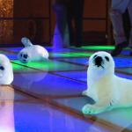 Stop clubbing, baby seals!