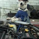Dog Car Mechanic