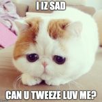 Sad Cat | I IZ SAD; CAN U TWEEZE LUV ME? | image tagged in sad cat | made w/ Imgflip meme maker