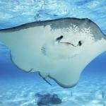 sea flap flap