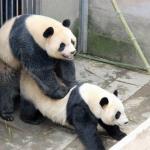 Panda sex
