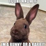 confuzed bunny | I DONT KNOW IF; IM A BUNNY OR A RABBIT | image tagged in confuzed bunny | made w/ Imgflip meme maker