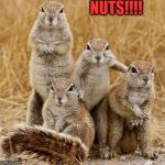 World Animal Day 2015 | NUTS!!!! | image tagged in world animal day 2015 | made w/ Imgflip meme maker