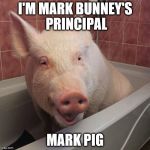 pig in bathtub | I'M MARK BUNNEY'S PRINCIPAL; MARK PIG | image tagged in pig in bathtub | made w/ Imgflip meme maker