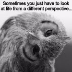 Owl with head tilted to the side | Sometimes you just have to look at life from a different perspective... | image tagged in owl with head tilted to the side | made w/ Imgflip meme maker