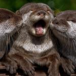 Otter Smooch