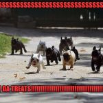 They know when there are treats around, ALL dogs know | TREATSSSSSSSSSSSSSSSSSSSSSSSSSSSSSSSSSSSS; FOLLOW DA TREATS!!!!!!!!!!!!!!!!!!!!!!!!!!!!!!!!!!!!!!!!!!!!!!!!! | image tagged in french bulldog charge | made w/ Imgflip meme maker