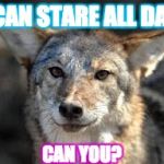 Mr_Prototype | I CAN STARE ALL DAY. CAN YOU? | image tagged in mr_prototype | made w/ Imgflip meme maker