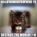 Evil Lil Bub | HELLO HUMAN,I AM HERE TO; DESTROY THE WORLD! >:D | image tagged in evil lil bub | made w/ Imgflip meme maker