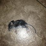 Dead Mouse