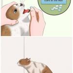 Wikihow Cat Pill forcefeeding meme