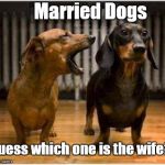 Together Till Death Do Them Part | Married Dogs; Guess which one is the wife? | image tagged in married dogs,wow dog,funny meme | made w/ Imgflip meme maker