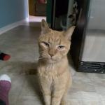 OhPleaseCat