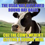 Bad Pun Dairy Queen | THE USDA HAS OUTLAWED ROUND HAY BALES; CUZ THE COWS WEREN'T GETTING A SQUARE MEAL | image tagged in bad pun cow,memes,cows,bad pun,hayfever,farm animals | made w/ Imgflip meme maker