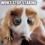 hamster | WON'T STOP STARING | image tagged in hamster | made w/ Imgflip meme maker