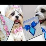 Lacinhos para pet dicas