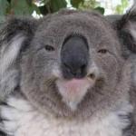 Smug Koala