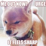 Urgent Pup | LET ME OUT NOW!         URGENT; IT FEELS SHARP | image tagged in monday face,animals,dog,stupid | made w/ Imgflip meme maker