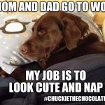 My job is to look cute and nap  | MOM AND DAD GO TO WORK; MY JOB IS TO LOOK CUTE AND NAP; #CHUCKIETHECHOCOLATELAB | image tagged in chuckie the chocolate lab,nap,dogs,memes,funny,job | made w/ Imgflip meme maker