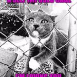 kitty | I'M NOT LOCKED IN A SELF IMPOSED CAGE; I'M LOVING YOU FROM A SAFE DISTANCE | image tagged in kitty | made w/ Imgflip meme maker