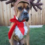 christmas memes | CAN'T BELIEVE THEY'RE HAVING REAL REINDEER | image tagged in christmas memes | made w/ Imgflip meme maker