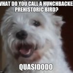 Bad joke dog | WHAT DO YOU CALL A HUNCHBACKED PREHISTORIC BIRD? QUASIDODO | image tagged in bad joke dog | made w/ Imgflip meme maker