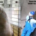 Walrus bucket meme