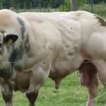 Belgian blue bull