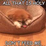Tinker the Stinker's Troubles | FOR THE LOVE OF ALL THAT IS HOLY; DON'T FEED ME ANY MORE TURKEY | image tagged in tinker the stinker,too much turkey,over-eat,cute dog,stuffed with turkey,no more please | made w/ Imgflip meme maker