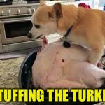 Turkey  | STUFFING THE TURKEY | image tagged in turkey | made w/ Imgflip meme maker