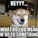 Durp dawg | HEYYY... WHAT DO YOU MEAN I'M UP TO SOMETHING? | image tagged in durp dawg | made w/ Imgflip meme maker