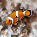 Ocellaris clownfish Nemo