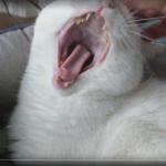 Cat yawning meme