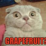 Stunned Cat | GRAPEFRUIT? | image tagged in stunned cat,memes,grapefruit | made w/ Imgflip meme maker