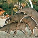 deer three way