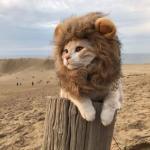 Cat lion