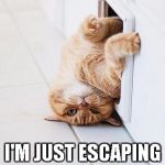Stuck Cat | OH, DON'T MIND ME; I'M JUST ESCAPING FROM WORK | image tagged in stuck cat | made w/ Imgflip meme maker