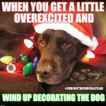 Decorating the dog  | WHEN YOU GET A LITTLE OVEREXCITED AND; #CHUCKIETHECHOCOLATELAB; WIND UP DECORATING THE DOG | image tagged in chuckie the chocolate lab teamchuckie,dogs,funny,christmas,holidays,christmas lights | made w/ Imgflip meme maker