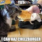 I HAZ CHEEZBURGER | YAY; I CAN HAZ CHEEZBURGER | image tagged in i haz cheezburger | made w/ Imgflip meme maker