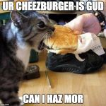I HAZ CHEEZBURGER | UR CHEEZBURGER IS GUD; CAN I HAZ MOR | image tagged in i haz cheezburger | made w/ Imgflip meme maker