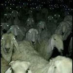 creepy sheeps | TMW; THE SEEPS BECOME CREEPY | image tagged in creepy sheeps | made w/ Imgflip meme maker