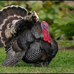 Guinea pig on Turkey