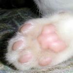 cat paw