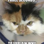 Angry cat | YOU HAVE EXACTLY THREE SECONDS... TO EXPLAIN WHY YOU WOKE ME??? | image tagged in angry cat | made w/ Imgflip meme maker