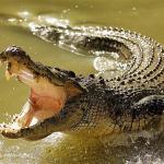 Crocodile Singing